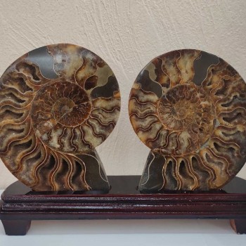 Sawn ammonite on a wooden stand, weight 1531 grams (weight including the stand)