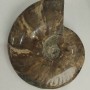 Souvenir fossilized ammonite, solid, 18×15 cm +- (price for 1175 g)