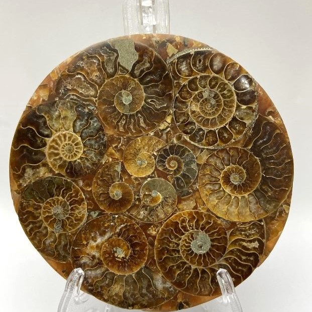 Souvenir plate with fossilized ammonite, diameter about 11 cm, with stand measuring approximately 15×10 cm