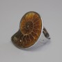 Ammonite Ring 25x30 mm +/- without, silver metal