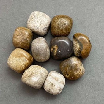 Souvenir natural stone — Fossilized coral tumbled stone - dimensions 21-25 x 17-22 x 17 mm (±) - pack size 100 g