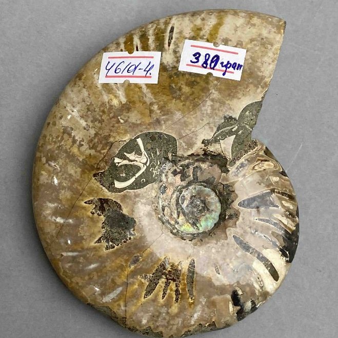 Souvenir Fossilized Ammonite
