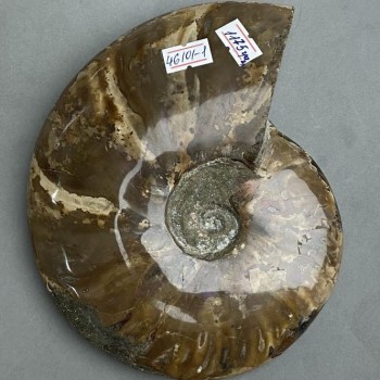 Souvenir fossilized ammonite, complete, 17 x 15 x 3.5 cm +/- (price per 1175 g.)