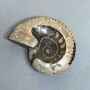 Ammonite with hollow, decorative stone, 107 mm diameter, 278 g weight (price per piece)