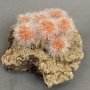 Indian Dandelion Zeolite Souvenir 95×86×60 mm ± weight 400 g