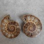 Ammonite 55×45×10 mm (±)