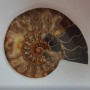 Souvenir Ammonite Stone 15.5 × 12.5 cm, weight 384 g