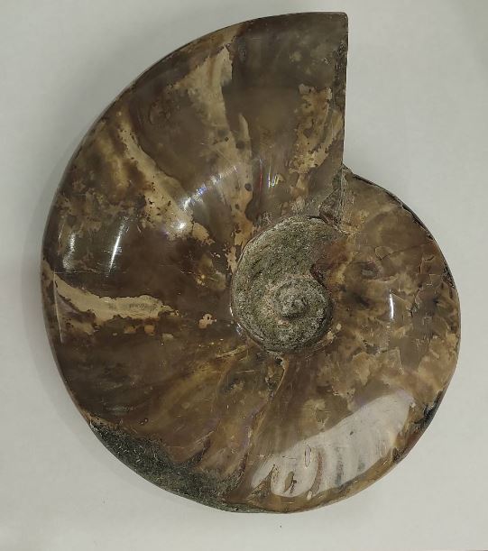 Souvenir fossilized ammonite, solid, 18×15 cm +- (price for 1175 g)