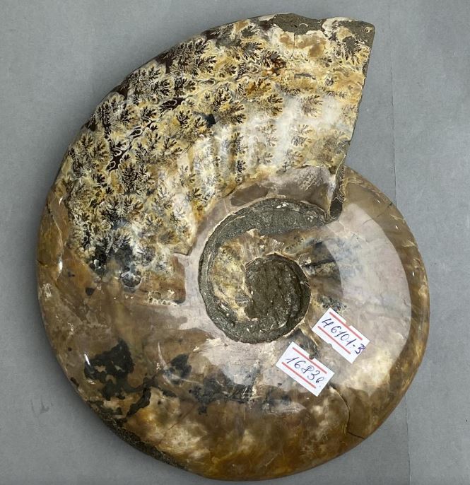 Souvenir Solid Fossil Ammonite 21×18×4 cm, 2 cm +/- (price per 1683 g.)