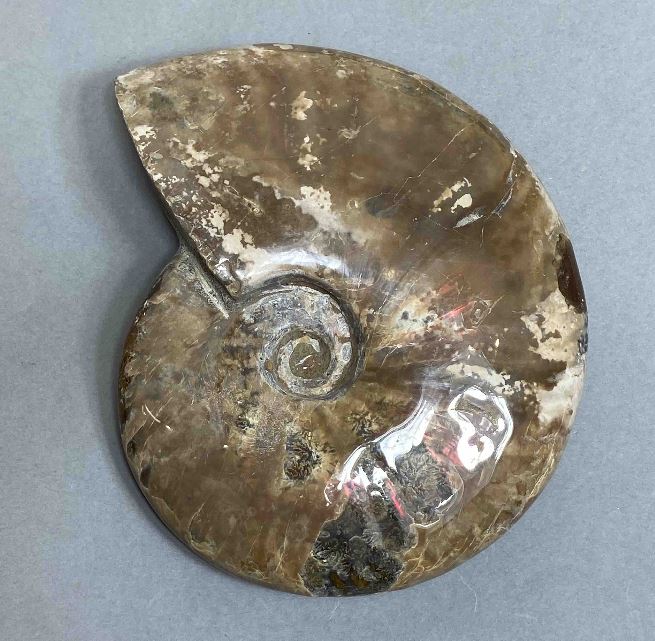 Ammonite souvenir stone, diameter 127 mm, weight 524 g (price per piece)