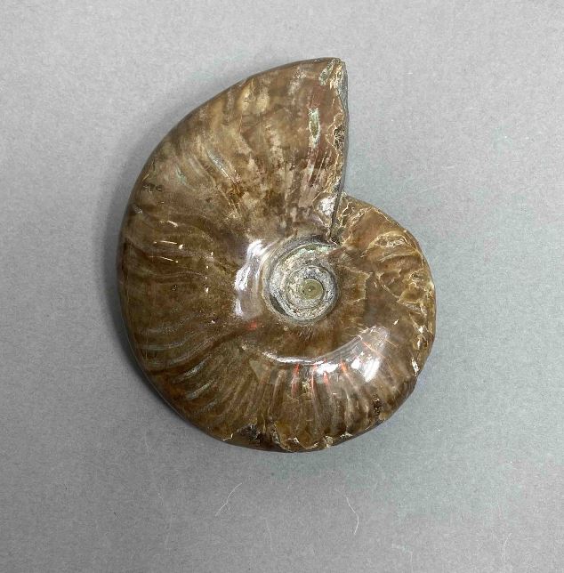 Ammonite souvenir stone, diameter 90 mm +/- weight 224 g (price per piece)