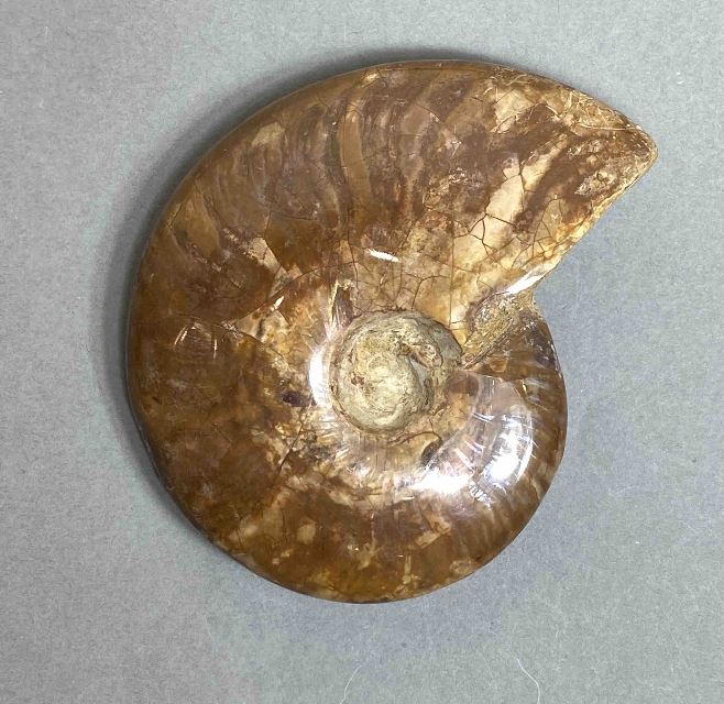 Ammonite souvenir stone, diameter 88 mm ± weight 156 g (price per piece)