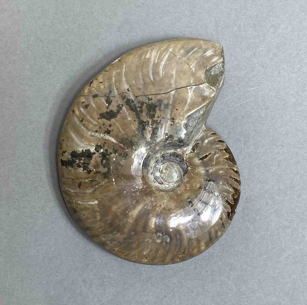 Ammonite souvenir stone, diameter 85 mm +/- weight 150 g (price per piece)