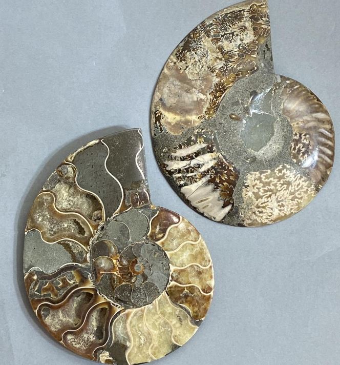 Pair of ammonite souvenir stones, diameter 128 mm ±, weight 421 g (price per pair)