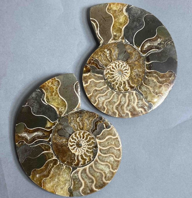 Pair of Ammonite Souvenir Stones, diameter 123 mm ± weight 426 g (price per pair)